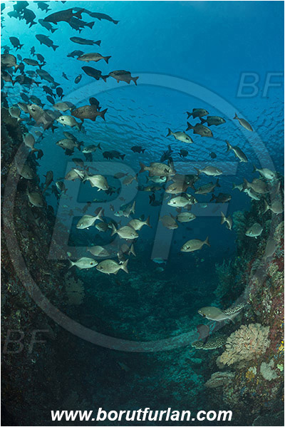 Komodo, Indonesia, Kyphosus sp., Kyphosus, Kyphosidae, Chub, Fish, Fish school, Reef, Canyon