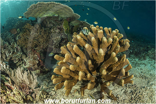 Komodo, Indonesia, Acropora hyacinthus, Acropora, Acroporidae, Table Coral, Pocillopora grandis, Pocillopora, Pocilloporidae, Antler Coral, Coral, Anthozoa, Cnidaria, Cnidarian, Reef