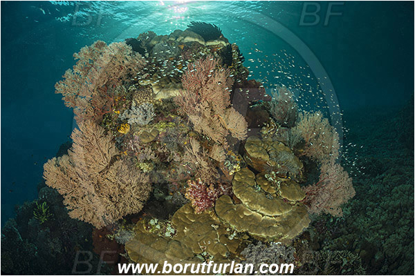Komodo, ndonesia, Melithaea sp., Melithaea, Melithaeidae, Sea fan, Coral, Cnidaria, Cnidarian, Reef, Fish school
