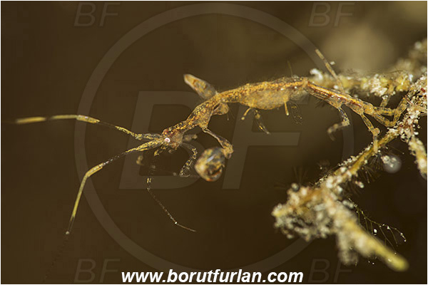 Banta, Sumbawa, Indonesia, Caprellidae, Amphipoda, Crustacea, Crustacean, Skeleton shrimp, Unidentified