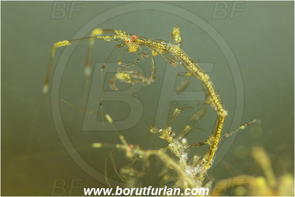 Banta, Sumbawa, Indonesia, Caprellidae, Amphipoda, Crustacea, Crustacean, Skeleton shrimp, Unidentified