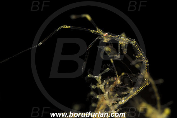 Banta, Sumbawa, Indonesia, Caprellidae, Amphipoda, Crustacea, Crustacean, Skeleton shrimp, Unidentified