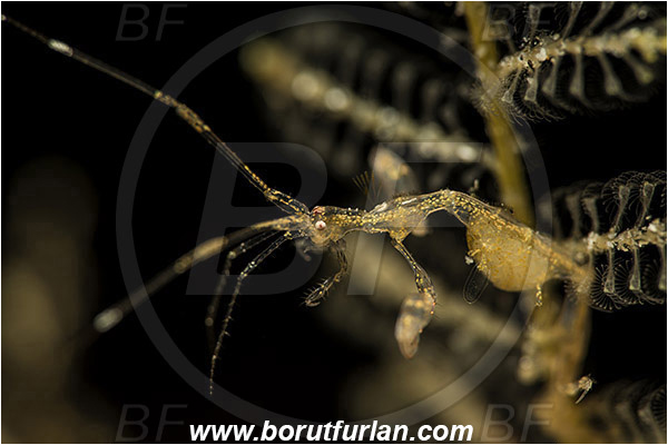 Banta, Sumbawa, Indonesia, Caprellidae, Amphipoda, Crustacea, Crustacean, Skeleton shrimp, Unidentified