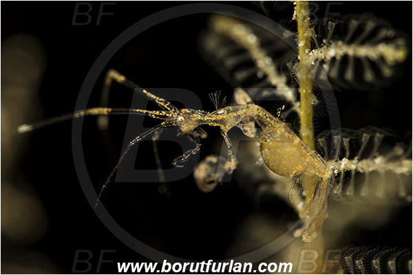 Banta, Sumbawa, Indonesia, Caprellidae, Amphipoda, Crustacea, Crustacean, Skeleton shrimp, Unidentified