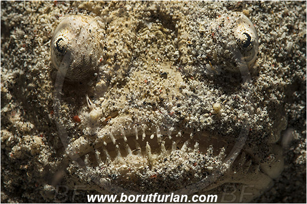 Banta, Sumbawa, Indonesia, Uranoscopus bicinctus, Uranoscopus, Uranoscopidae, Marbled stargazer, Stargazer, Fish, Portrait