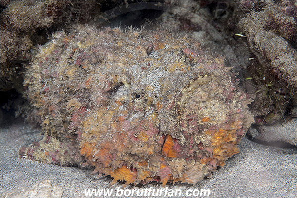 Banta, Sumbawa, Indonesia, Synanceia verrucosa, Synanceia, Synanceiidae, Reef Stonefish, Stonefish, Fish