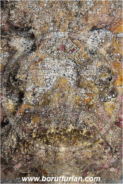 Banta, Sumbawa, Indonesia, Synanceia verrucosa, Synanceia, Synanceiidae, Reef Stonefish, Stonefish, Fish, Portrait