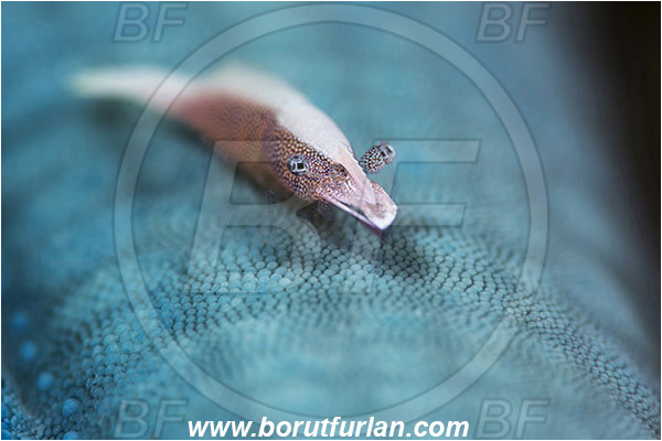 Banta, Sumbawa, Indonesia, Periclimenes soror, Periclimenes, Palaemonidae, Decapoda, Sea Star Shrimp, Shrimp, Crustacea, Crustacean