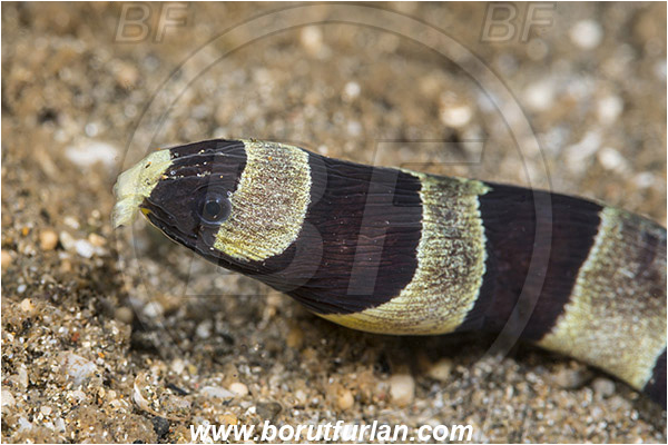 Bima, Sumbawa, Indonesia, Myrichthys colubrinus, Myrichthys, Ophichthidae, Banded Snake Eel, Harlequin Snake Eel, Eel, Fish, Portrait