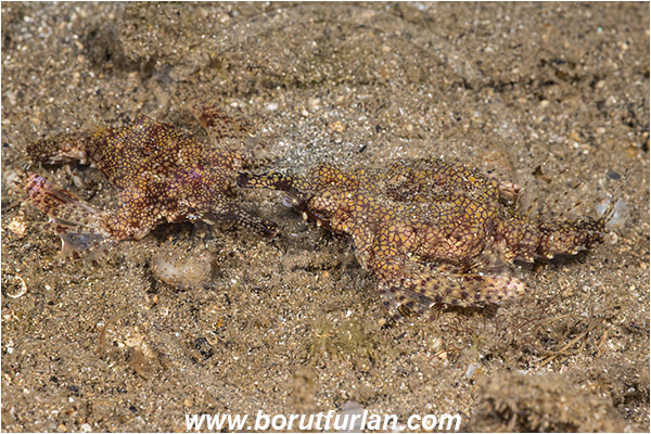 Bima, Sumbawa, Indonesia, Eurypegasus draconis, Eurypegasus, Pegasidae, Little dragonfish, Dragonfish, Fish