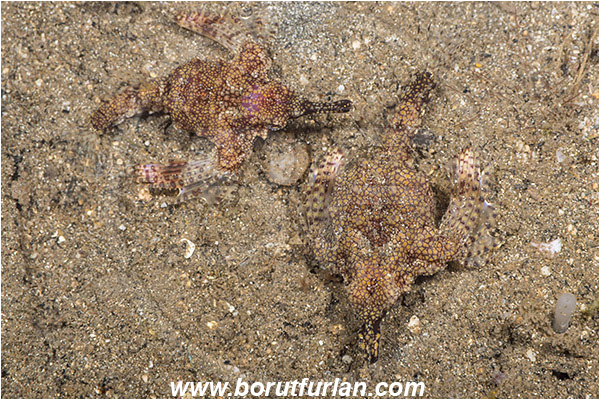 Bima, Sumbawa, Indonesia, Eurypegasus draconis, Eurypegasus, Pegasidae, Little dragonfish, Dragonfish, Fish