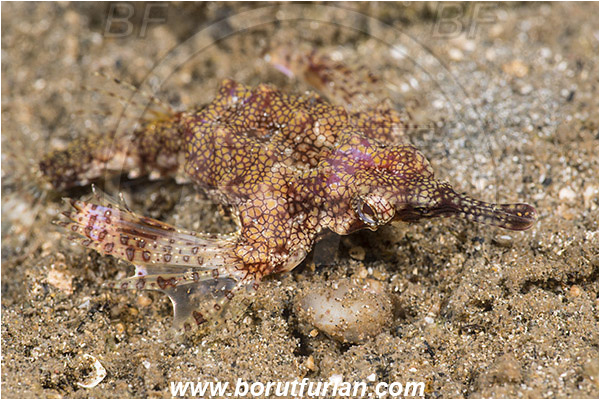 Bima, Sumbawa, Indonesia, Eurypegasus draconis, Eurypegasus, Pegasidae, Little dragonfish, Dragonfish, Fish