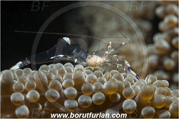 Bima, Sumbawa, Indonesia, Ancylomenes sp., Ancylomenes, Palaemonidae, Decapoda, Crustacea, Crustacean, Cleaner Shrimp, Shrimp