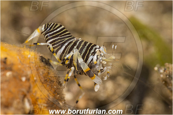 Bima, Sumbawa, Indonesia, Gnathophyllum americanum, Gnathophyllum, Palaemonidae, Bumblebee shrimp, Shrimp, Decapoda, Crustacea, Crustacean