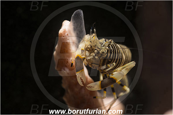 Bima, Sumbawa, Indonesia, Gnathophyllum americanum, Gnathophyllum, Palaemonidae, Bumblebee shrimp, Shrimp, Decapoda, Crustacea, Crustacean