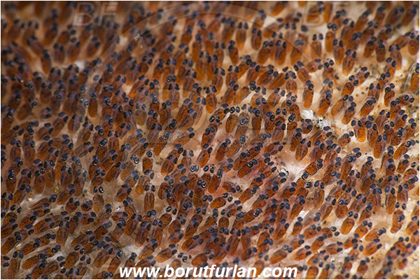 Bima, Sumbawa, Indonesia, Amphiprion sebae, Amphiprion, Pomacentridae, Sebae clownfish, Anemonefish, Fish, Clownfish, Anemone, Fish eggs, Eggs