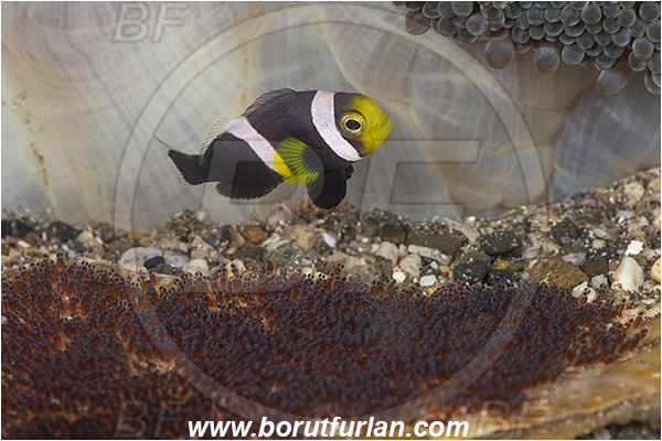 Bima, Sumbawa, Indonesia, Amphiprion sebae, Amphiprion, Pomacentridae, Sebae clownfish, Anemonefish, Fish, Clownfish, Anemone, Fish eggs, Eggs