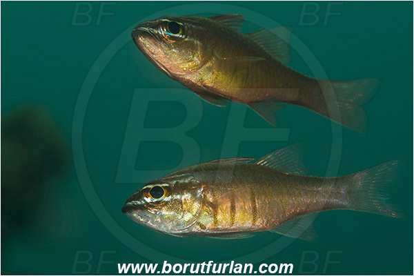 Bima, Sumbawa, Indonesia, Ostorhinchus moluccensis, Ostorhinchus, Apogonidae, Moluccan cardinalfish, Cardinalfish, Fish