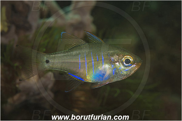 Bima, Sumbawa, Indonesia, Zoramia flebila, Zoramia, Apogonidae, Cardinalfish, Fish