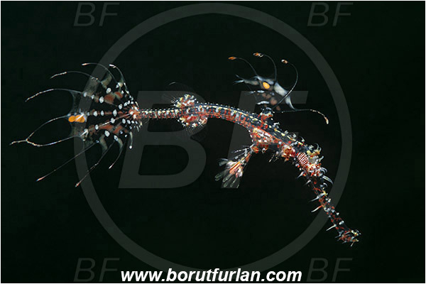 Bima, Sumbawa, Indonesia, Solenostomus paradoxus, Solenostomus, Solenostomidae, Harlequin Ghost Pipefish, Ornate Ghost Pipefish, Fish, Juvenile