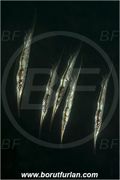 Bima, Sumbawa, Indonesia, Aeoliscus strigatus, Aeoliscus, Centriscidae, Jointed Razorfish, Razorfish, Fish