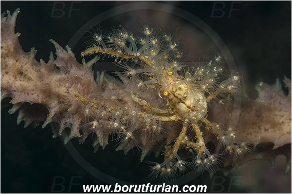 Bima, Sumbawa, Indonesia, Achaeus spinosus, Achaeus, Inachinae, Decapoda, Spiny Spider Crab, Crab, Crustacea, Crustacean