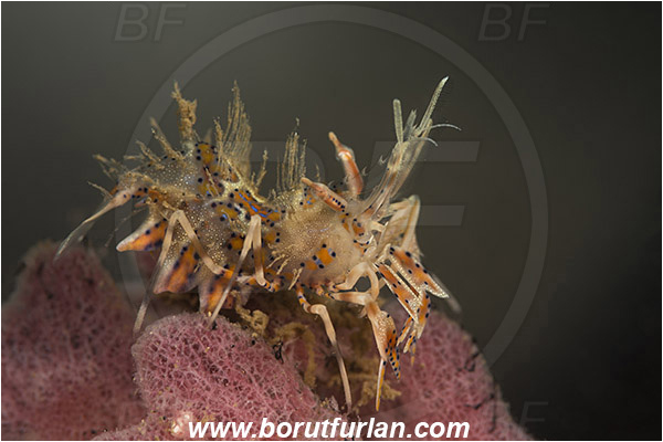 Bima, Sumbawa, Indonesia, Phyllognathia ceratophthalma, Phyllognathia, Palaemonidae, Decapoda, Spiny Tiger Shrimp, Tiger Shrimp, Shrimp, Crustacea, Crustacean