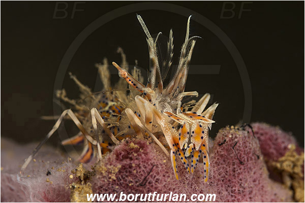 Bima, Sumbawa, Indonesia, Phyllognathia ceratophthalma, Phyllognathia, Palaemonidae, Decapoda, Spiny Tiger Shrimp, Tiger Shrimp, Shrimp, Crustacea, Crustacean