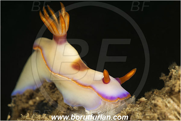 Bima, Sumbawa, Indonesia, Hypselodoris bullockii, Hypselodoris, Chromodoridoidea, Purple Nudibranch, Nudibranch, Sea slug, Gastropoda, Mollusca, Mollusc