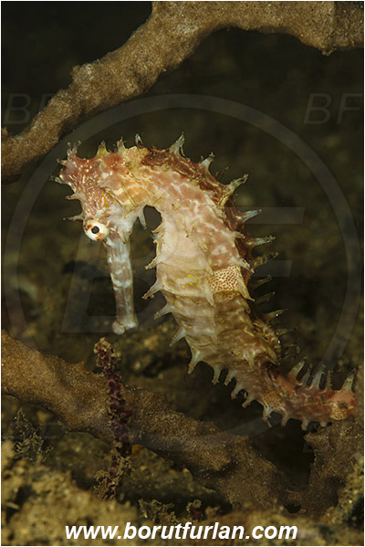 Bima, Sumbawa, Indonesia, Hippocampus histrix, Hippocampus, Syngnathidae, Spiny Seahorse, Thorny Seahorse, Seahorse, Fish