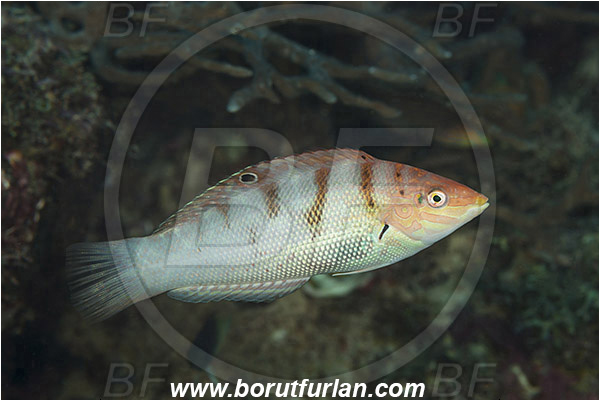 Dambilah, Flores, Indonesia, Coris batuensis, Coris, Labridae, Batu coris, Wrasse, Fish