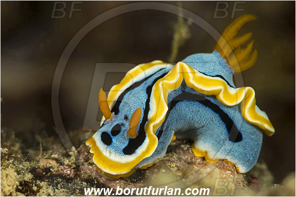 Dambilah, Flores, Indonesia, Chromodoris elisabethina, Chromodoris, Elisabeth