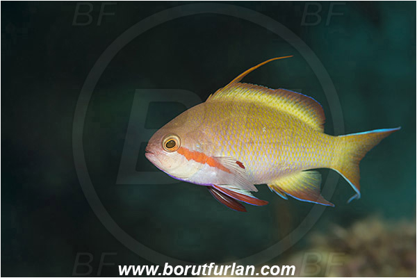 Tanjung Darat, Flores, Indonesia, Pseudanthias huchtii, Pseudanthias, Serranidae, Red-cheeked Anthias, Red-cheeked Fairy Basslet, Fairy basslet, Fish, Male