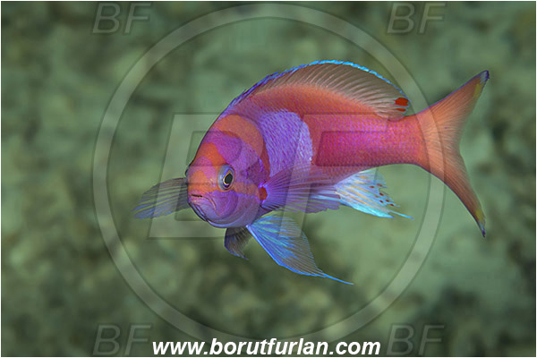 Tanjung Darat, Flores, Indonesia, Pseudanthias pleurotaenia, Pseudanthias, Serranidae, Squarespot fairy basslet, Fairy basslet, Squarespot anthias, Pink square anthias, Fish, Male