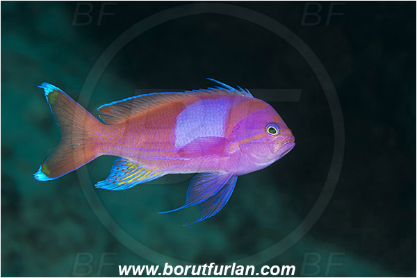 Tanjung Darat, Flores, Indonesia, Pseudanthias pleurotaenia, Pseudanthias, Serranidae, Squarespot fairy basslet, Fairy basslet, Squarespot anthias, Pink square anthias, Fish, Male