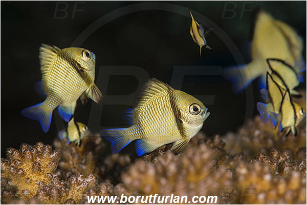 Tanjung Darat, Flores, Indonesia, Dascyllus reticulatus, Dascyllus, Pomacentridae, Reticulated Damselfish, Damselfish, Fish