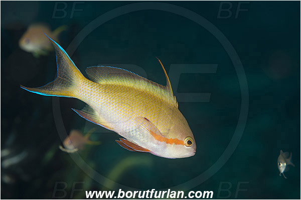 Tanjung Darat, Flores, Indonesia, Pseudanthias huchtii, Pseudanthias, Serranidae, Red-cheeked Anthias, Red-cheeked Fairy Basslet, Fairy basslet, Fish, Male