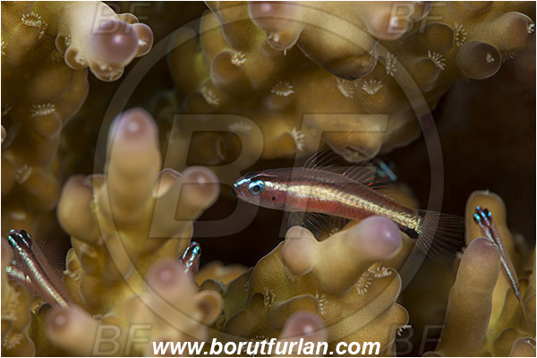 Tanjug Darat, Flores, Indonesia, Eviota bifasciata, Eviota, Gobiidae, Twostripe pygmy goby, Goby, Fish