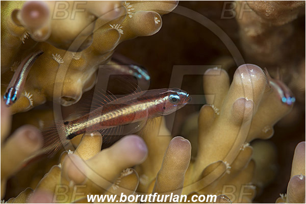Tanjug Darat, Flores, Indonesia, Eviota bifasciata, Eviota, Gobiidae, Twostripe pygmy goby, Goby, Fish
