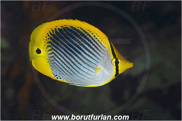 Tanjug Darat, Flores, Indonesia, Chaetodon ocellicaudus, Chaetodon, Chaetodontidae, Spot-tailed butterflyfish, Butterflyfish, Fish