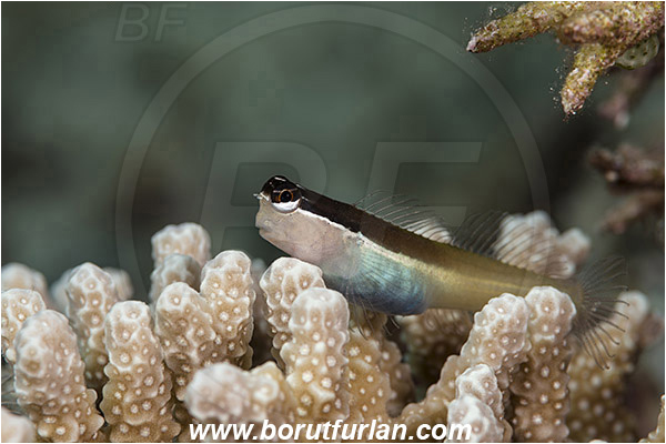 Tanjung Darat, Flores, Indonesia, Ecsenius shirleyae, Ecsenius, Blenniidae, Shirley