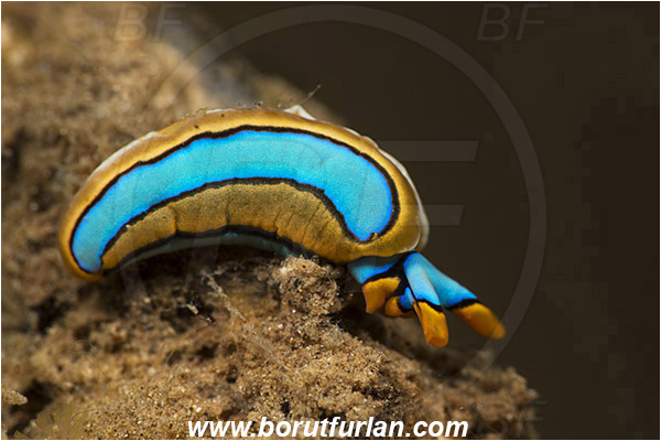 Teluk Pedang, Flores, Indonesia, Thuridilla lineolata, Thuridilla, Plakobranchidae, Orange-edged sapsucking slug, Nudibranch, Sea slug, Gastropoda, Mollusca
