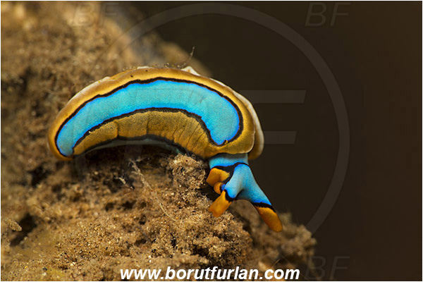 Teluk Pedang, Flores, Indonesia, Thuridilla lineolata, Thuridilla, Plakobranchidae, Orange-edged sapsucking slug, Nudibranch, Sea slug, Gastropoda, Mollusca