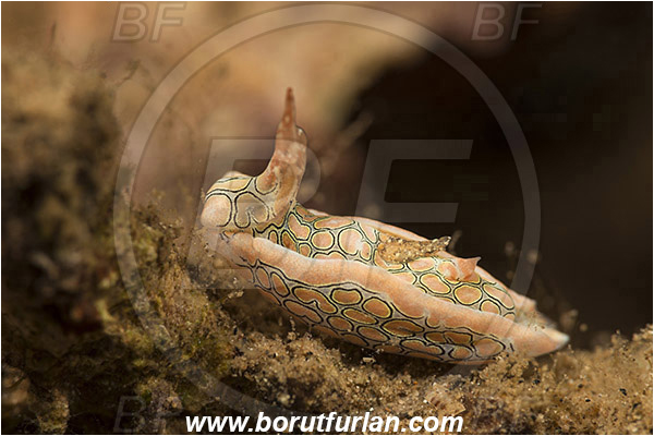 Teluk Pedang, Flores, Indonesia, Sagaminopteron psychedelicum, Sagaminopteron, Gastropteridae, Psyhadelyc nudibranch, Nudibranch, Sea slug, Gastropoda, Mollusca, Mollusc