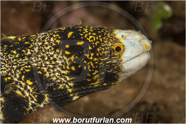 Teluk Pedang, Flores, Indonesia, Echidna nebulosa, Echidna, Muraenidae, Snowflake Moray Eel, Moray, Fish, Portrait