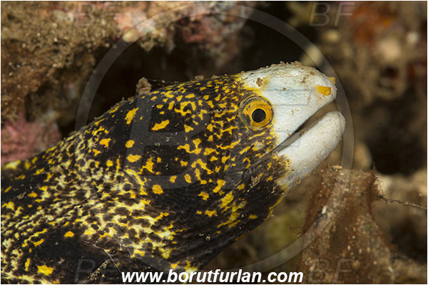 Teluk Pedang, Flores, Indonesia, Echidna nebulosa, Echidna, Muraenidae, Snowflake Moray Eel, Moray, Fish, Portrait