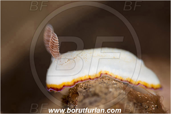 Teluk Pedang, Flores, Indonesia, Goniobranchus verrieri, Goniobranchus, Chromodorididae, Dorid nudibranch, Nudibranch, Sea slug, Gastropoda, Mollusca