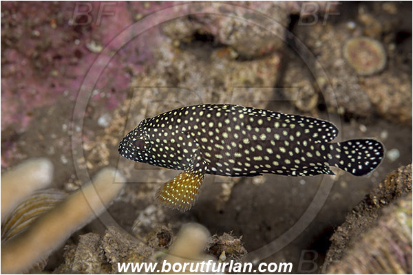 Teluk Pedang, Flores, Indonesia, Epinephelus ongus, Epinephelus, Serranidae, White-streaked grouper, Grouper, Fish