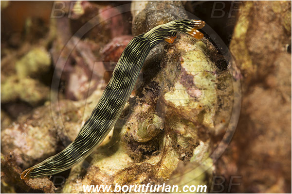 Teluk Pedang, Flores, Indonesia, Thuridilla gracilis, Thuridilla, Plakobranchidae, Bayer