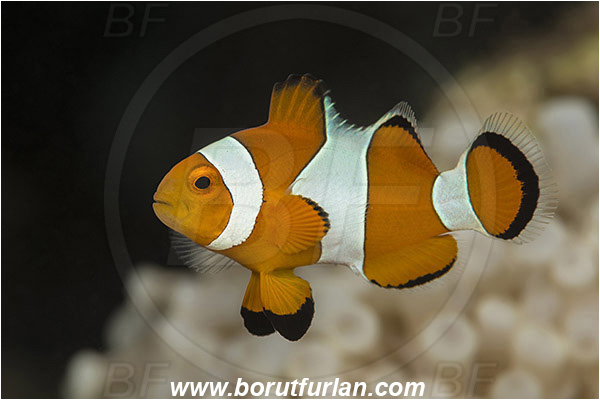 Teluk Pedang, Flores, Indonesia, Amphiprion ocellaris, Amphiprion, Pomacentridae, False Anemonefish, Anemonefish, Clownfish, Fish